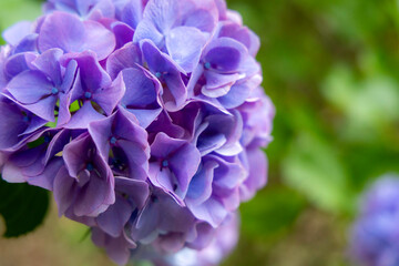 梅雨の季節に咲く紫のアジサイの美しいクローズアップ
