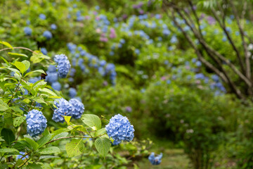 日本の梅雨に彩りを添える青い紫陽花の小径