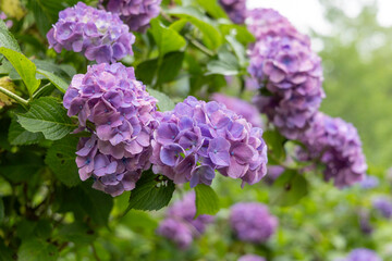 梅雨の季節に咲く紫のアジサイの美しいクローズアップ
