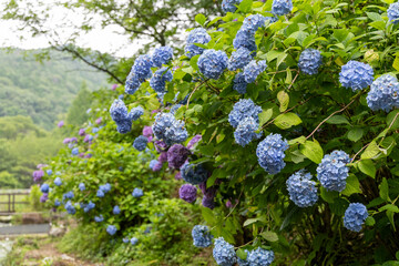 日本の梅雨に彩りを添える青い紫陽花の小径
