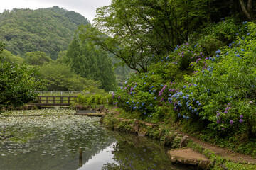みのかも健康の森に咲く紫陽花と池の睡蓮が彩る初夏の風景

