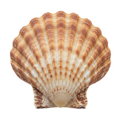 Obraz premium sea shell isolated on white