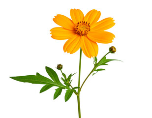 Fototapeta premium Tithonia Stem with One Bloom, Side View and Large Green Leaves, Botanical Composition