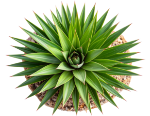  Yucca Plant Rosette with Sharp Green Leaves, Top-Down View, Isolated on Transparent Background
