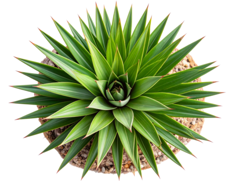 Yucca Plant Rosette with Sharp Green Leaves, Top-Down View, Isolated on Transparent Background - Powered by Adobe