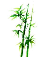 Naklejka premium bamboo isolated on white background