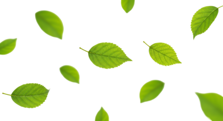 Floating fresh green leaves dance in harmony symbolizing renewal and the vibrant beauty of nature s elegance against a