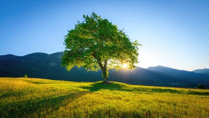 Fototapeta premium Lush Green Tree Sunlit Meadow Mountains grass sunlight