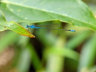 blue dragonfly on a green leaf