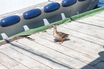 The duck climbed onto the boat