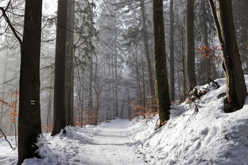 winter forest in the snow