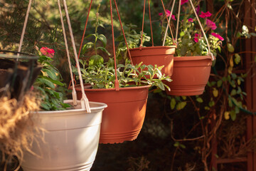 Four hanging flower pots with pink and orange flowers.