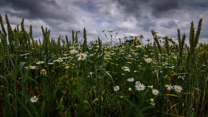 wild flowers chamomile among green unripe wheat ears close up growing in field under cloudy dramatic sky. summer agricultural theme and serenity of nature. wide angle side view in 16x9 format