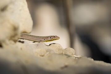 Maltese Wall Lizard, also known as Filfola Lizard, Podarcis filfolensis, basking in the sun in Malta