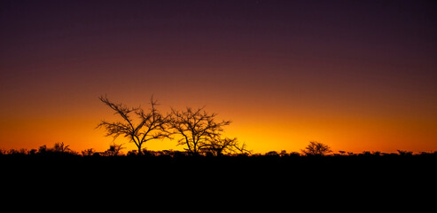 sunset in the forest