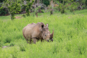 rhino in the wild