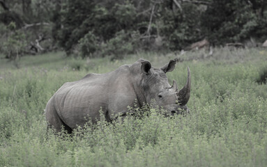 rhino in the wild