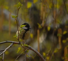 tit on a birch branch in spring