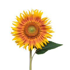 Naklejka premium Sunflower Flower Icon Pink Glossy Element 3D Render Transparent PNG Flor de Girassol 