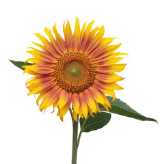 Fototapeta premium Sunflower Flower Icon Pink Glossy Element 3D Render Transparent PNG Flor de Girassol 