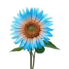 Fototapeta premium Sunflower Flower Icon Pink Glossy Element 3D Render Transparent PNG Flor de Girassol 
