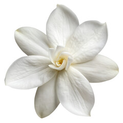 Top view, Single white flower of Grand Duke of Tuscany, Arabian white jasmine, Jasminum sambac, aroma, flora, isolated, transparent background, cutout