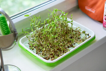 Tray of mung bean microgreens sprouting on kitchen windowsill. Concept of home gardening, healthy living, and plant-based nutrition