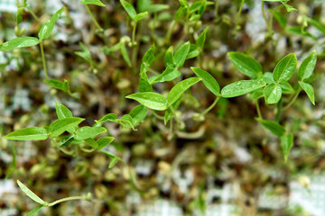 Close-up of fresh green mung bean microgreens with dew on leaves. Concept of organic freshness, clean eating, and sustainable home gardening