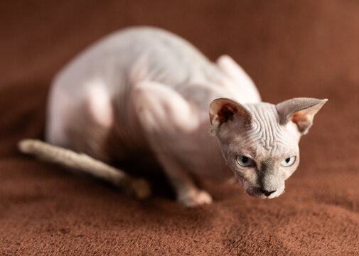 cat and sphinx bald sphinx on a soft blanket