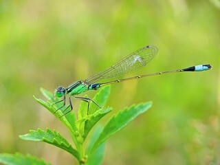 Green dragonfly on a green leaf