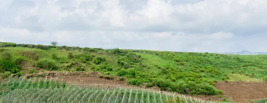 A lush green hillside farmland, partly cloudy sky, neat rows of cultivated crop and natural vegetation, the essence of sustainable rural agriculture and nature. Earth Day. Dekstop wallpaper background