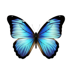 Butterfly with vibrant purple and teal wings isolated on white background