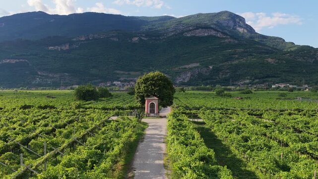 Panorama aereo estivo da drone in 4K dei vigneti e di un capitello votivo nei pressi di Volano in Vallagarina nella Provincia di Trento nella Regione Trentino Alto-Adige, sulle Alpi in Italia