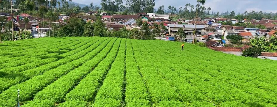 A lush, vibrant carrot farm, showcasing neat green rows of crops under the sunlight. Ideal for themes of agriculture, food production, and sustainable farming. Earth Day. Dekstop wallpaper background