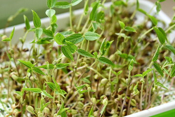 Close-up of fresh green mung bean microgreens growing in tray indoors. Concept of healthy eating, clean nutrition, and indoor farming