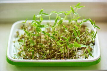 Fresh green mung bean microgreens growing in a plastic tray by the window. Concept of healthy eating, home gardening, and sustainable lifestyle