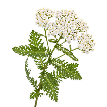 
Achilea flower, white color, isolated on transparent background