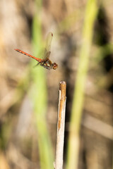 vista macro di una libellula in volo prima di posarsi sullo stecco di una pianta secca di palude