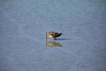 ritratto di un beccaccino mentre cerca del cibo nell'acqua bassa, tranquilla e trasparente di una palude fluviale, di giorno