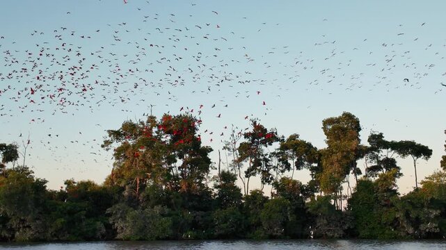 Fock Of The Scarlet Ibis At Parnaiba In Piaui Brazil. Seabirds Riverside. Wildlife Landscape. Piaui Brazil. Parnaiba Delta Phenomenon. Fock Of The Scarlet Ibis At Parnaiba In Piaui.