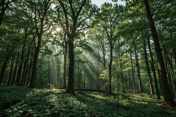 Obraz premium Atmospheric woodland captured at golden hour with magical lighting, ideal for wellness, eco brands, or spiritual retreats