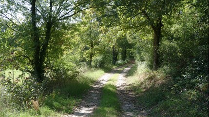 Naklejka premium Sunlit Forest Path with Lush Greenery