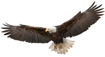 Fototapeta premium Bald eagle in flight, full-body view, against a white background, png, transparent