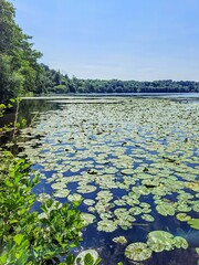  A river with clear, calm water and water lilies on the water and a forest on the other bank.