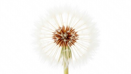 White dandelion seed head close up fluffy brown center