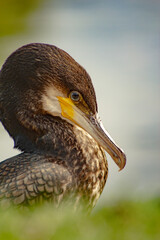 Ein Kormoran am Wasser