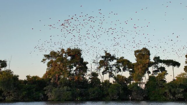 Flight Of The Guaras At Araioses In Maranhao Brazil. Wildlife Landscape. Parnaiba Delta Waterfront. Maranhao Brazil. Sea Birds Animals. Flight Of The Guaras At Araioses In Maranhao. Parnaiba Delta.