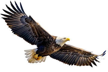 Fototapeta premium Bald eagle soaring spread wings isolated on a transparent background