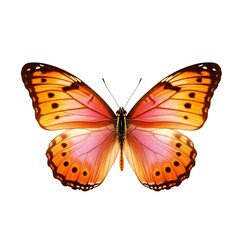 Obraz premium Beautiful orange and pink butterfly with black spots isolated on white background