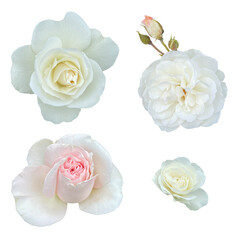 Cutout rose buds, white rose flowers isolated on transparent background, PNG file.  